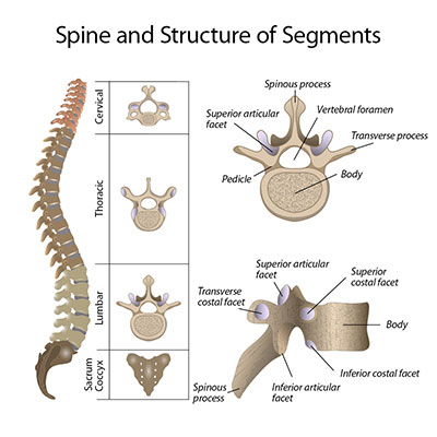 Spine and structure of segments