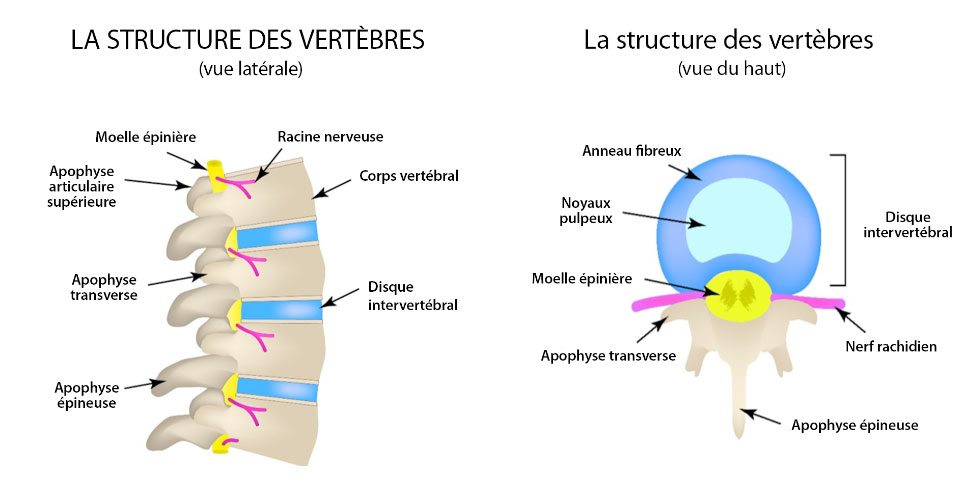 The structure of the vertebrae